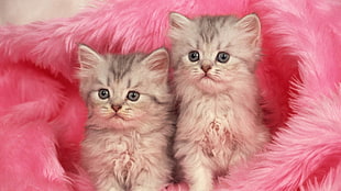 two brown long-furred kittens